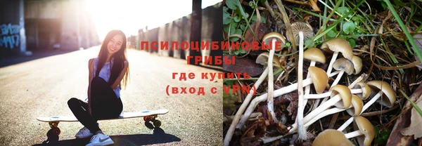 индика Богданович